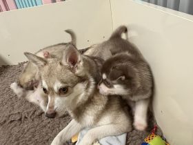 Alaskan Klee Kai Welpen aus verantwortungsvoller Hobbyzucht