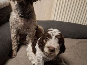 Lagotto Romagnolo