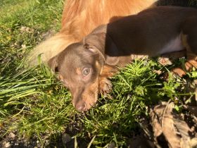 Dackel Welpen in Sonderfarbe