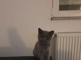 Britisch-Kurzhaar Kitten abzugeben 🐾