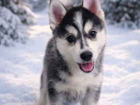 Pomsky Welpen mit Husky Zeichnung