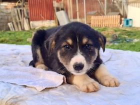 Zuhause gesucht für Bjarne