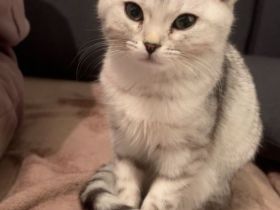 Nala & Simba suchen gemeinsam ein liebevolles Zuhause