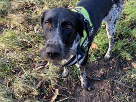 Loui - Abenteurer mit Sofaambition für Jagdprinzessin gesucht!