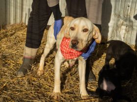 Paola - liebevolle Seele auf der Suche nach ihrem Zuhause