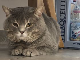 Bkh Kater in liebevolle Händen abzugeben