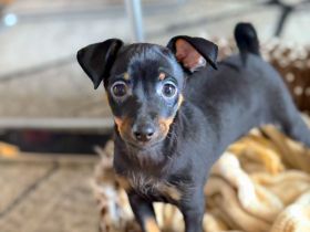 Zwergpinscher, Rehpinscher Welpen