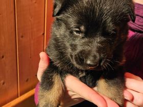 Deutsche Schäferhundwelpen zu verkaufen