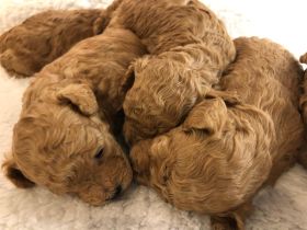 Maltipoo Welpen zu verkaufen