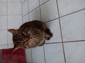 Wunderschöner Kater sucht liebevolles zuhause