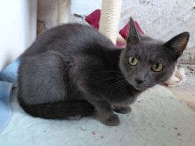 Esperanza: anhänglich, liebenswert, sucht Zuhause