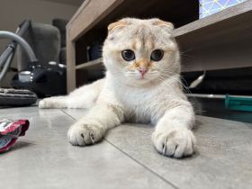 Liebevolle Scottish-Fold-Katze Lilly sucht ein neues Zuhause