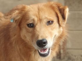 Maible, neugierige, freundliche Hündin wartet schon seit vier Jahren auf ihre Menschen, 6J, 50 cm