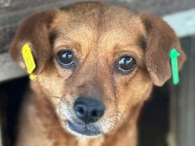 Marilou - wer zeigt dieser zauberhaften Hündin die Sonnenseite des Lebens? 7J, 40 cm