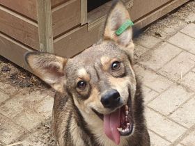 Nasira, fröhliche, und lebensfrohe Hundedame sucht passende Menschen mit Struktur, 2,5 J. 50 cm