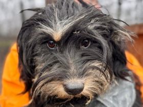 Snoops - wer kümmert sich geduldig um sein Fell und ihn? 1,5 J, 35 cm