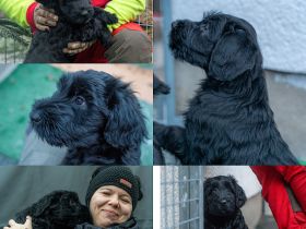 Riesenschnauzer Welpen Schwarz