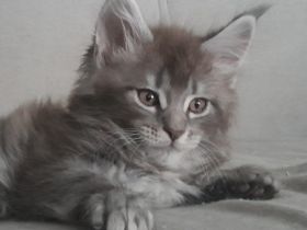 Maine Coon Kitten  mädchen mit Stammbaum