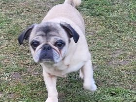 Liebe, ruhige Mops-Hündin