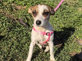 Sara sucht ein Zuhause