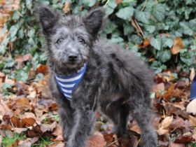 Floki - süß und einfach wunderbar