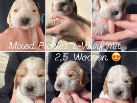 English Cocker Orangeschimmel