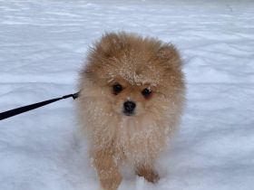 Verkaufe Zwergspitzwelpen