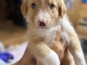 Australien Shepherd Border Collie Welpen