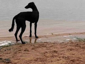 Saluki-Welpen – eine einzigartige Gelegenheit