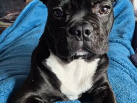 Junge französische Bulldogge