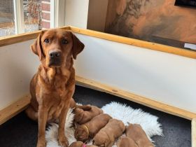 Reinrassige Labrador Retriever Welpen Dark Foxred Hundewelpen mit Ahnentafel