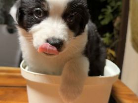 Australian Shepherd Welpen black-tri Rüden