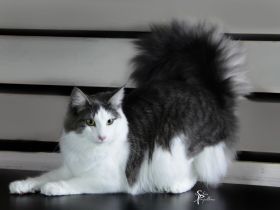 Norwegische Waldkatze [Otti’s Fiona, 10 Jahre] sucht liebevolles Zuhause