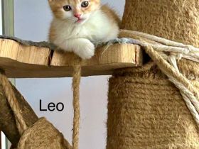 Kätzchen suchen liebevolle Familie