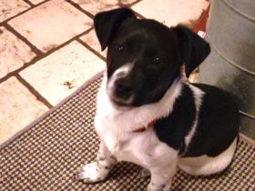 Süße Sharie sucht ihr Heimatkörbchen