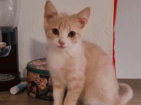 Maine-Coon Mischling Toffee sucht Zuhause