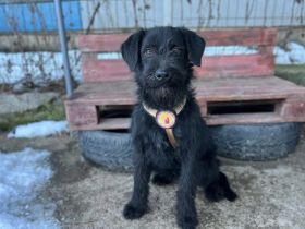 Schlauer Charmeur Gomez auf der Suche nach dem großen Glück.