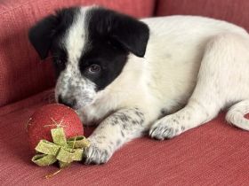 Topmodel-Anwärter Biber sucht seine Bühne