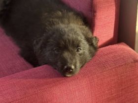 Kleines Wuschelglück Baxter auf der Suche nach Abenteuern