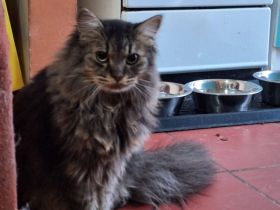 Wilder Look, sanfter Kern: Unser charmanter Tiger sucht Revier