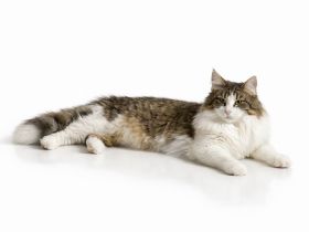 Norwegische Waldkatze [Otti's Otto, 16 Monate] sucht liebevolles Zuhause