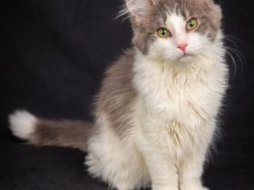 Norwegische Waldkatze [Otti's Rihanna, 4 Monate] sucht liebevolles Zuhause