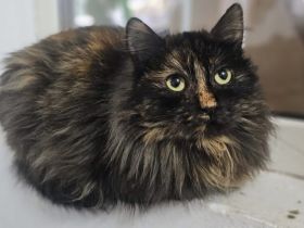 Nivi - kleine Samtpfote mit großem Herzen sucht Lebensplatz.