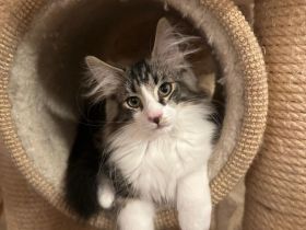 Norwegische Waldkatzen [Otti’s Sam und Stellan, 4 Monate] suchen liebevolles Zuhause