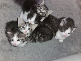 5 Kitten suchen ab Ende März ein Liebevolles Zuhause