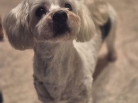 Lio - ein sanfter Senior auf der Suche nach einem Zuhause