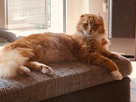 Schweren Herzens aus allergischen,