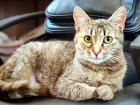 MINA - temperamentvolle Kuschelqueen