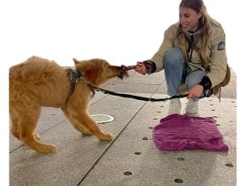 Welpenschule im Kreis Göppingen, Esslingen bis Kirchheim Teck - Wolf's Instinkte - Deine Hundeschule