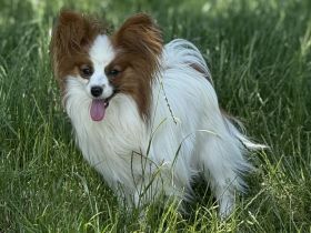 Papillon-Rüde in weiß-rotzobel